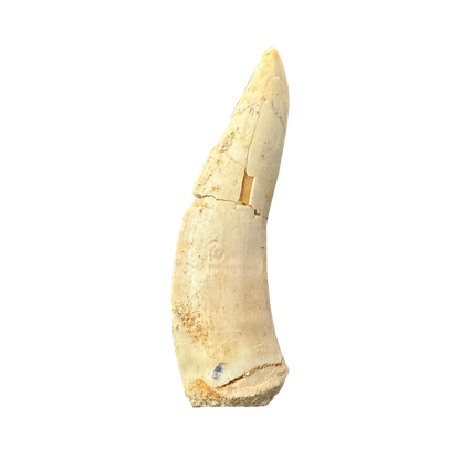 Enchodus Fossil Tooth