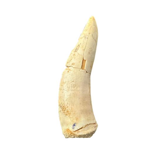 Enchodus Fossil Tooth