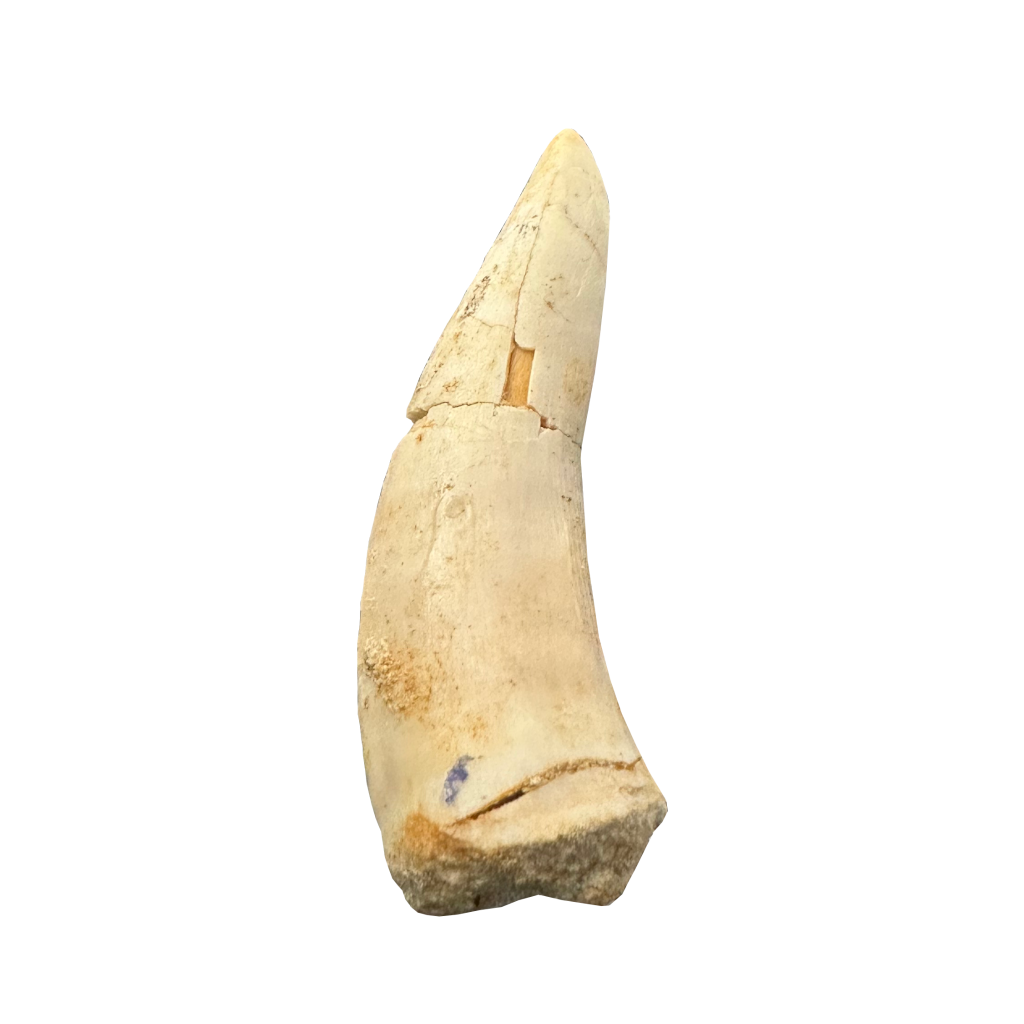 Enchodus Fossil Tooth