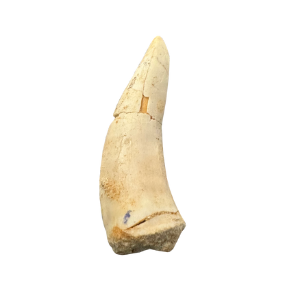 Enchodus Fossil Tooth