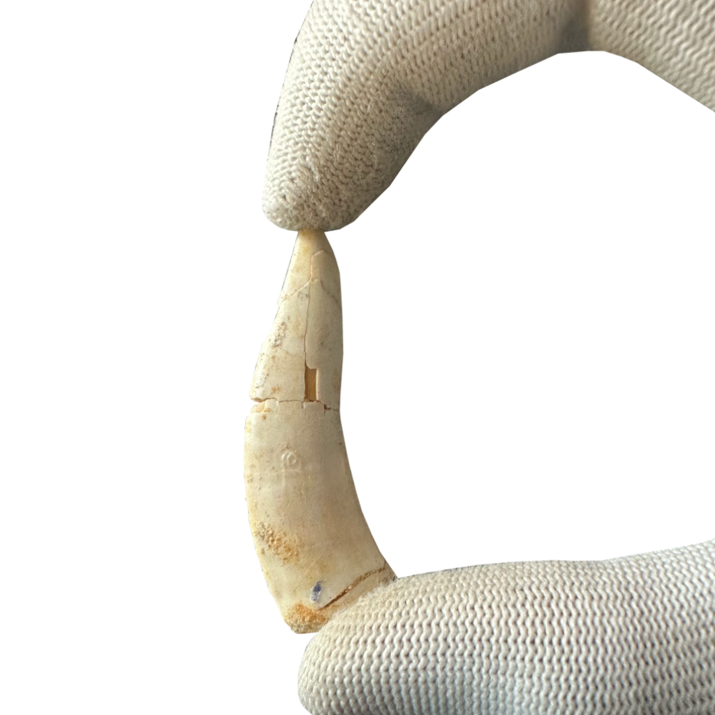 Enchodus Fossil Tooth