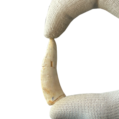 Enchodus Fossil Tooth