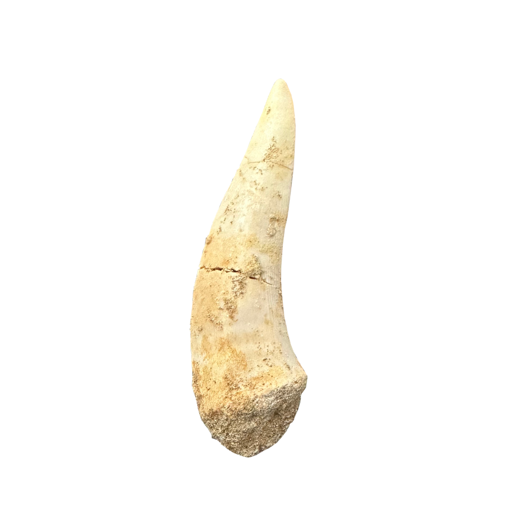 Enchodus Fossil Tooth