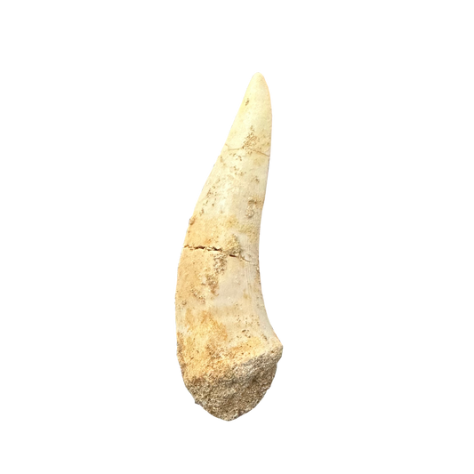 Enchodus Fossil Tooth