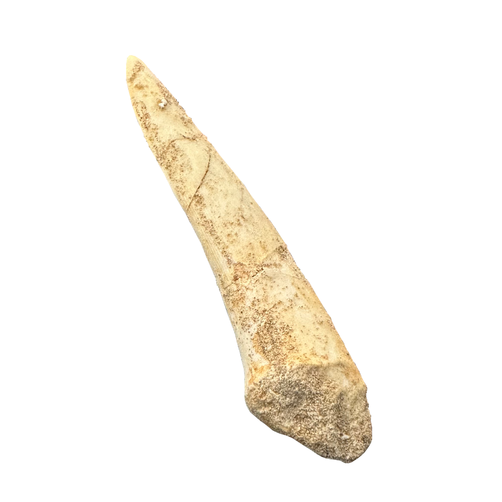 Enchodus Fossil Tooth