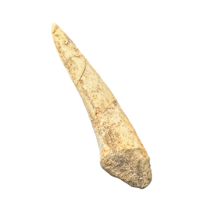 Enchodus Fossil Tooth