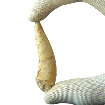 Enchodus Fossil Tooth