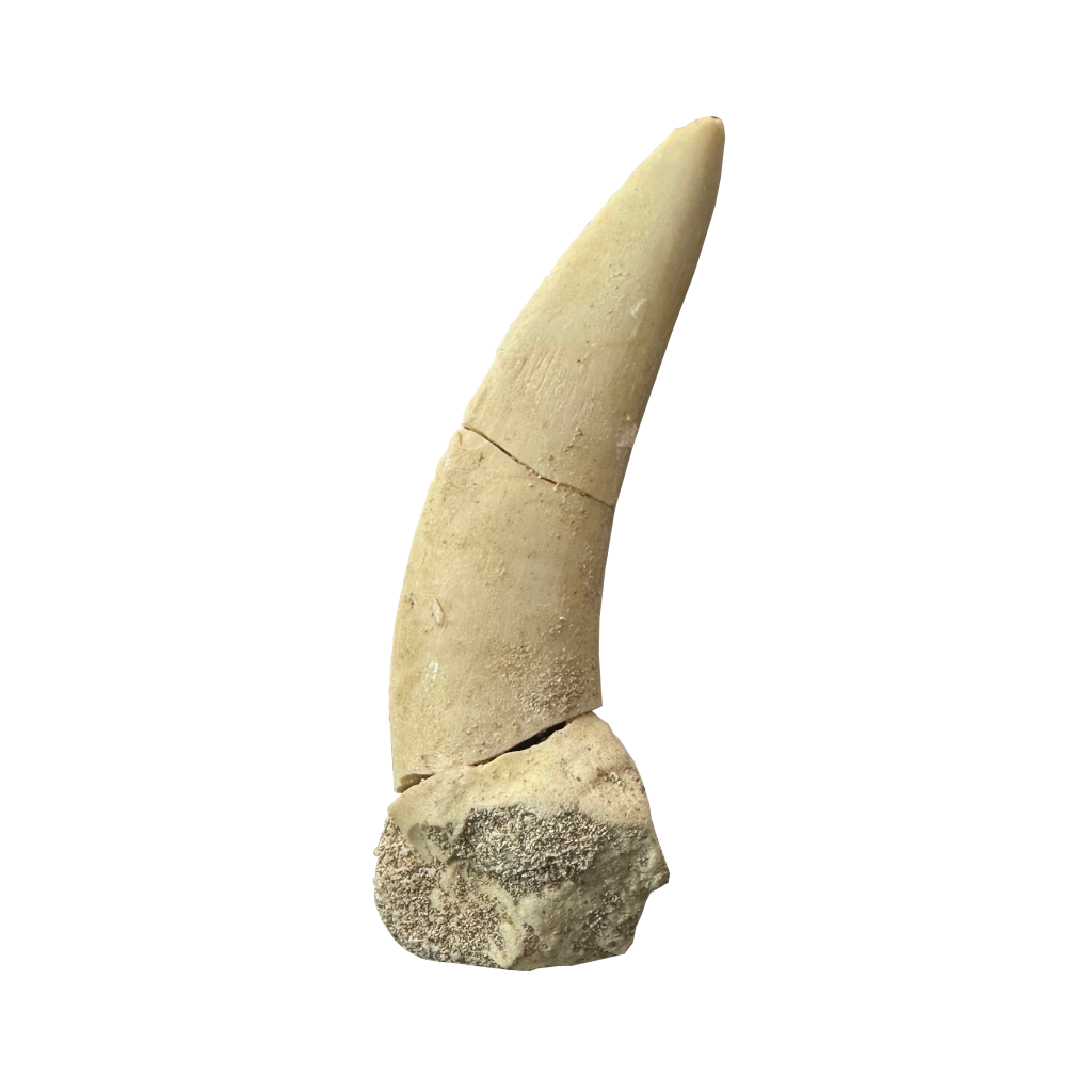 Enchodus Fossil Tooth
