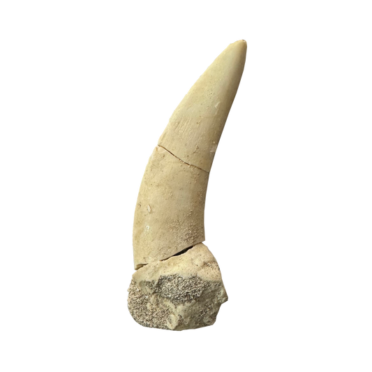 Enchodus Fossil Tooth