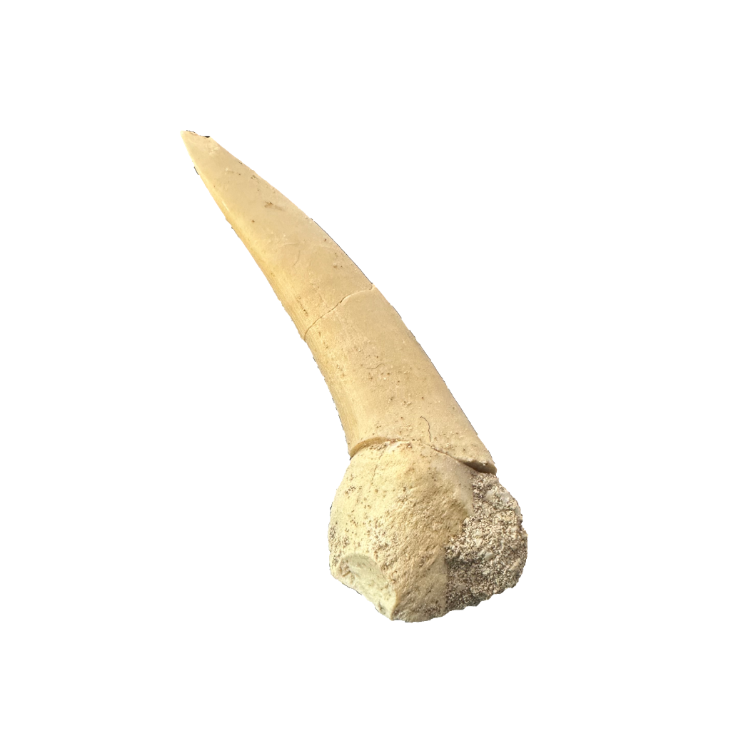 Enchodus Fossil Tooth