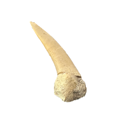 Enchodus Fossil Tooth