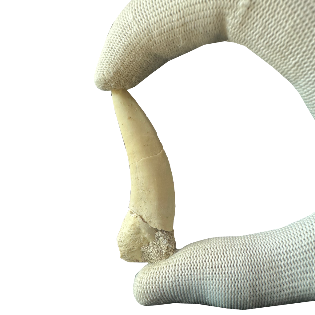 Enchodus Fossil Tooth