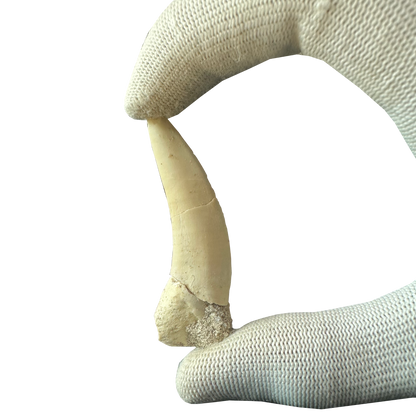 Enchodus Fossil Tooth