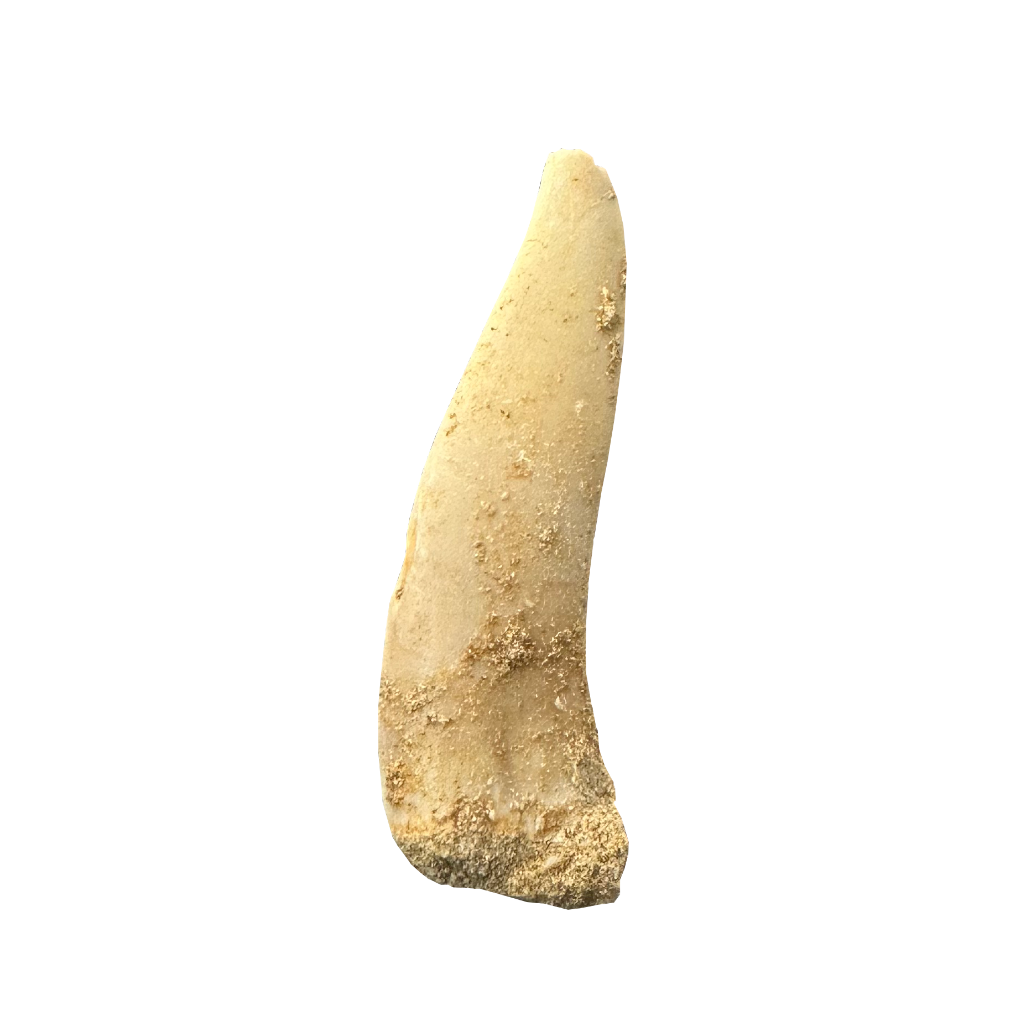 Enchodus Fossil Tooth