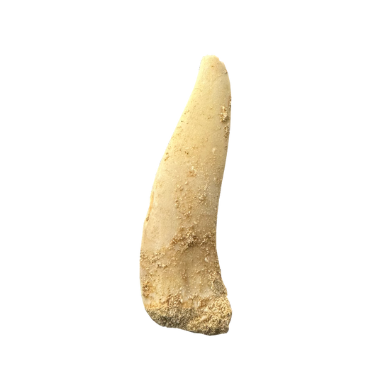 Enchodus Fossil Tooth