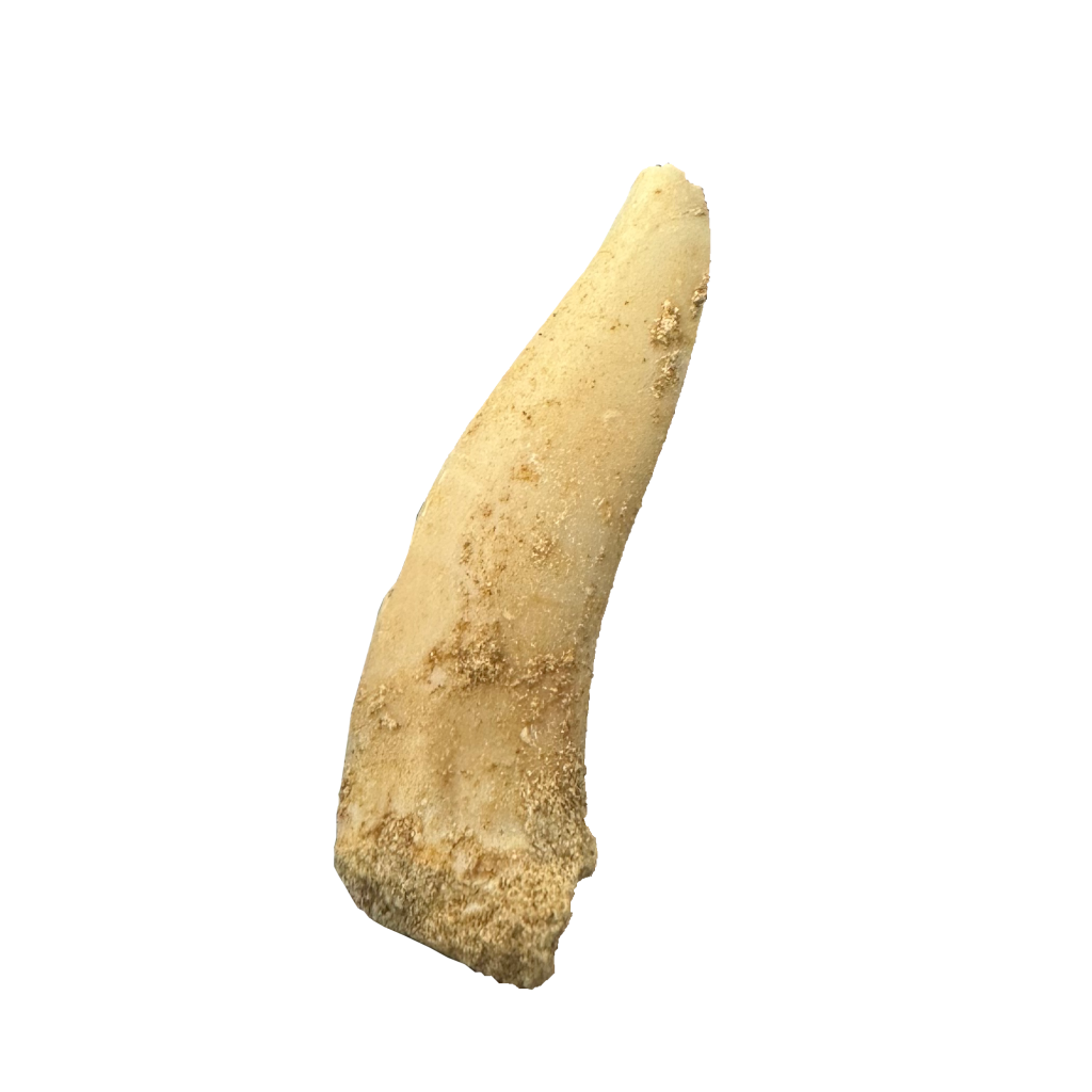 Enchodus Fossil Tooth