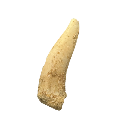 Enchodus Fossil Tooth