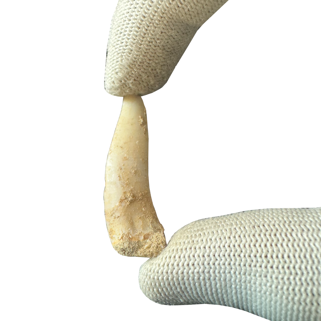 Enchodus Fossil Tooth