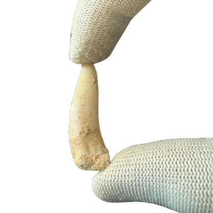 Enchodus Fossil Tooth