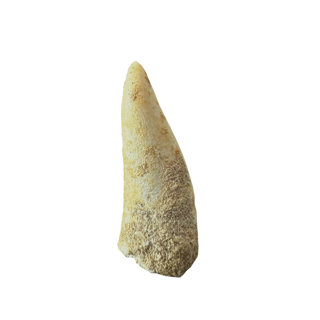 Enchodus Fossil Tooth