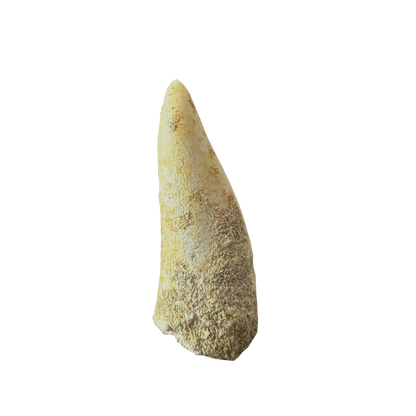 Enchodus Fossil Tooth