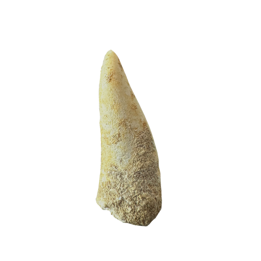 Enchodus Fossil Tooth