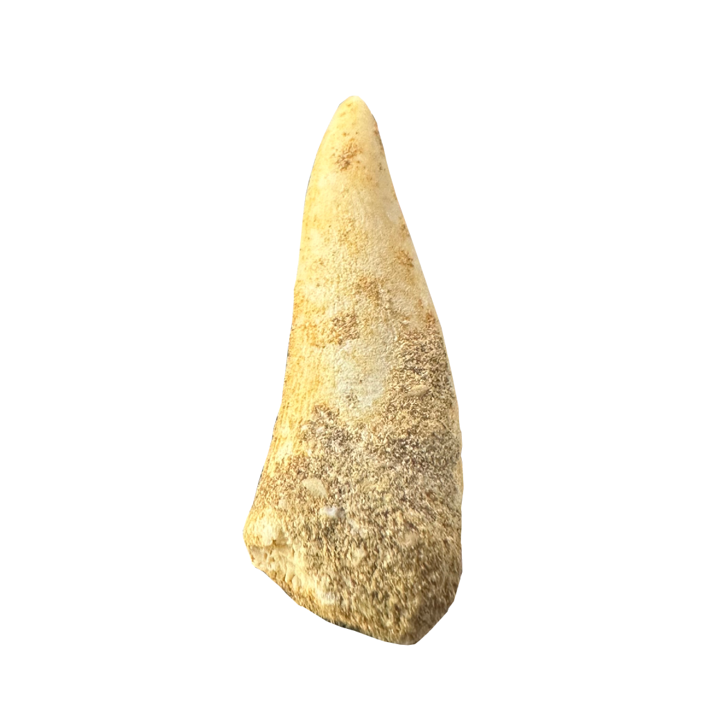 Enchodus Fossil Tooth