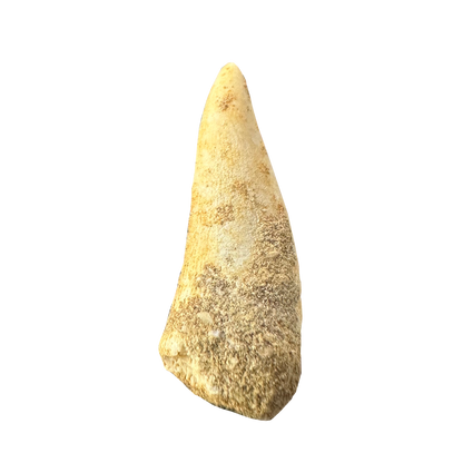Enchodus Fossil Tooth