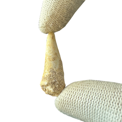 Enchodus Fossil Tooth