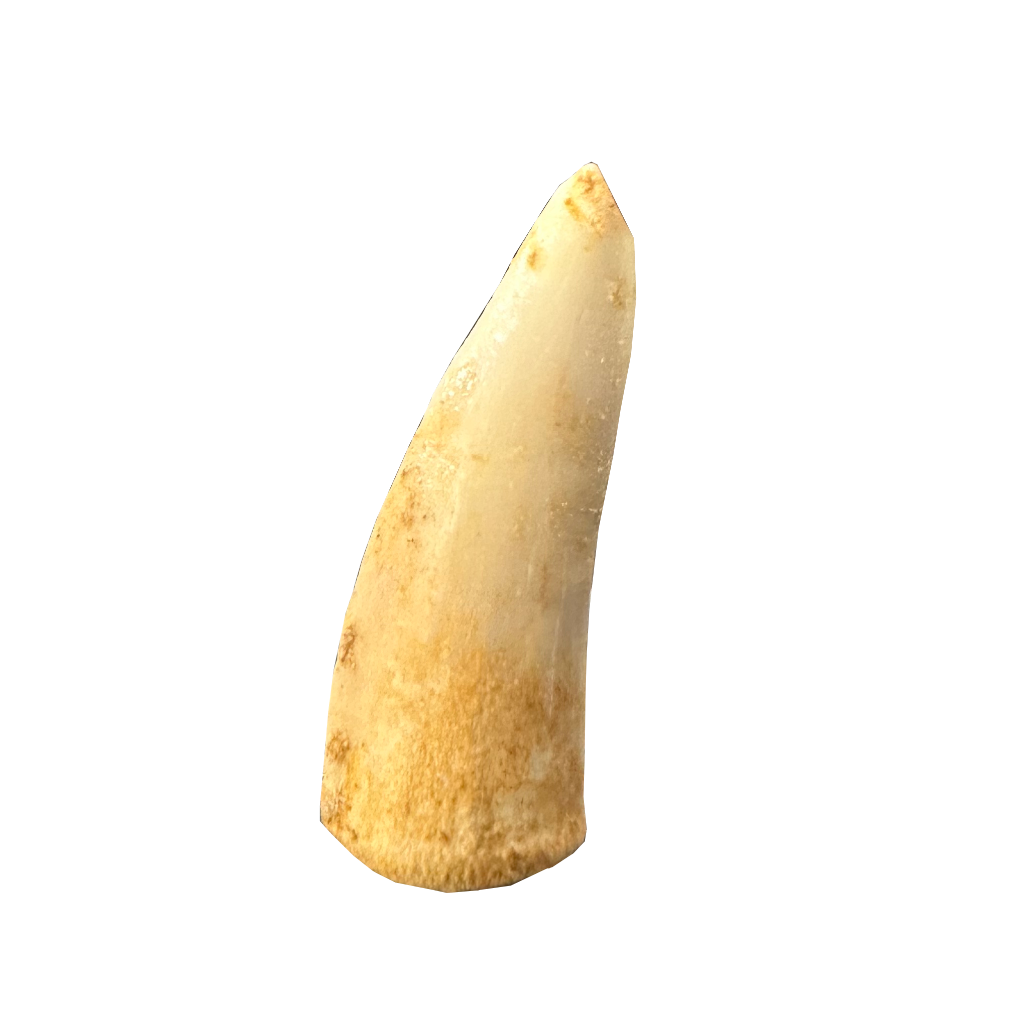 Enchodus Fossil Tooth