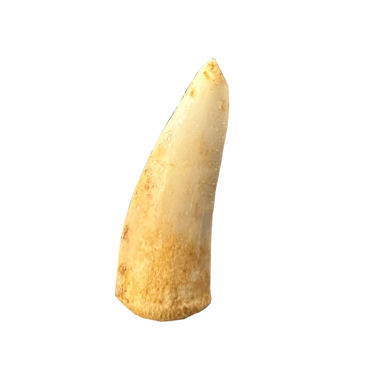 Enchodus Fossil Tooth