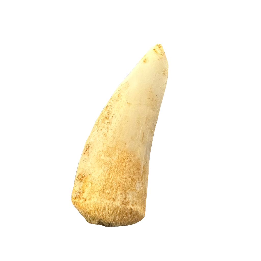 Enchodus Fossil Tooth