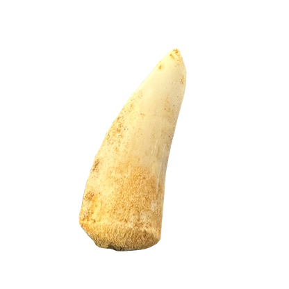 Enchodus Fossil Tooth