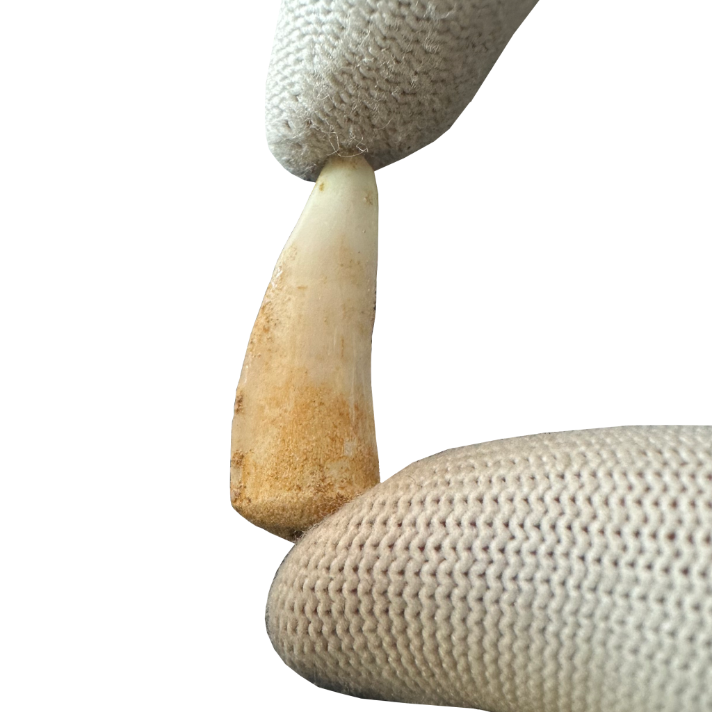 Enchodus Fossil Tooth