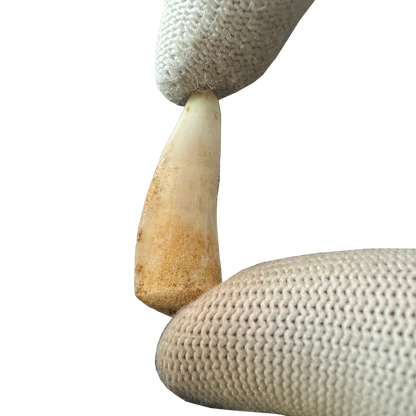 Enchodus Fossil Tooth
