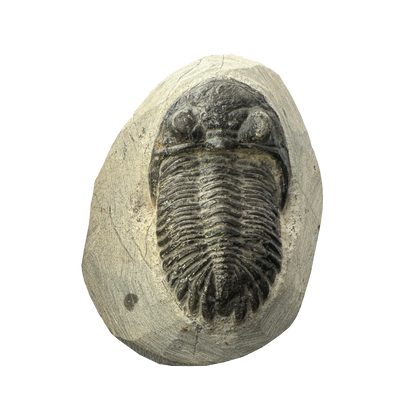 Trilobite