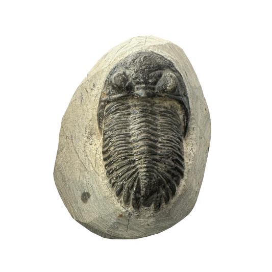 Trilobite