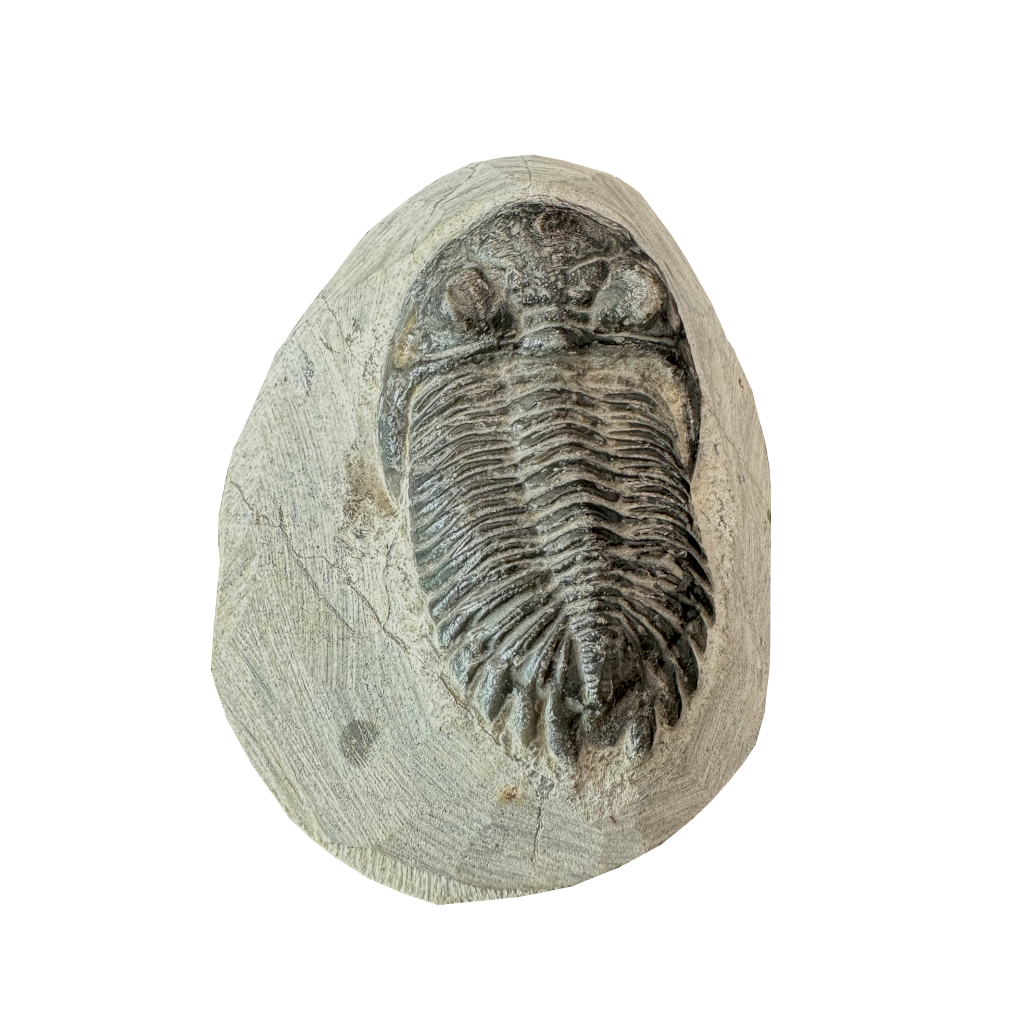 Trilobite