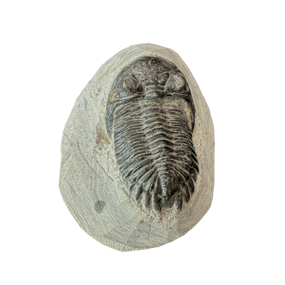 Trilobite