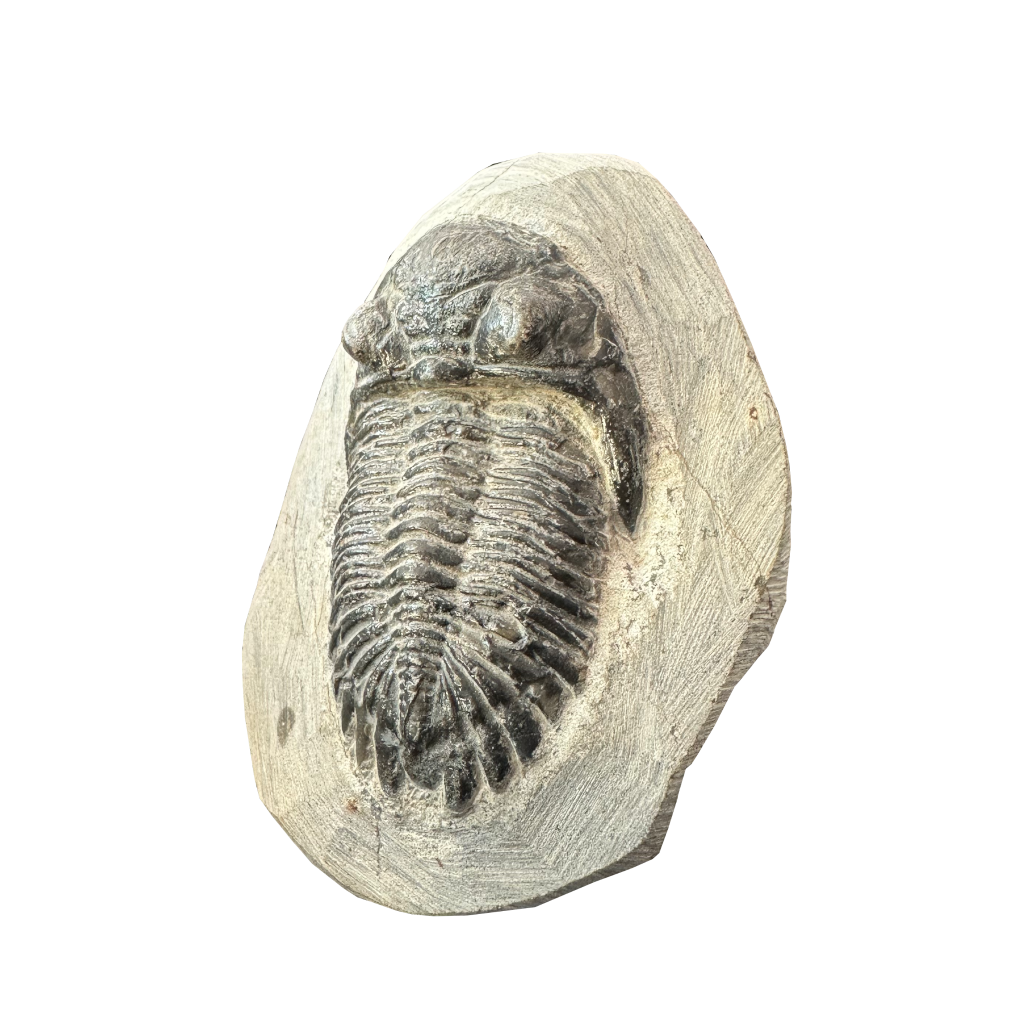 Trilobite