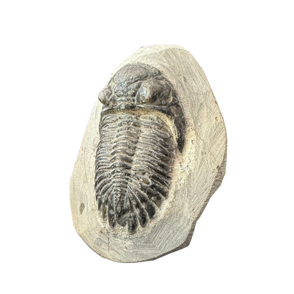 Trilobite
