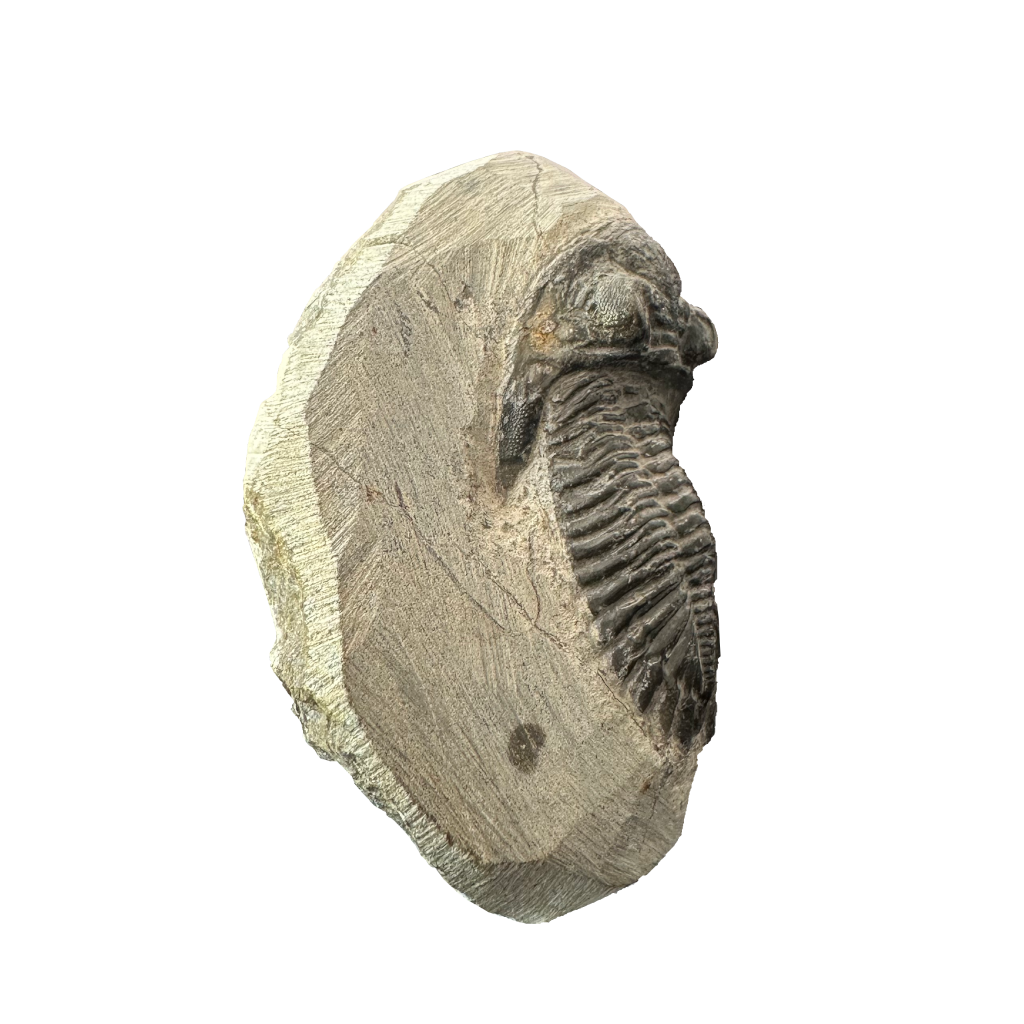 Trilobite