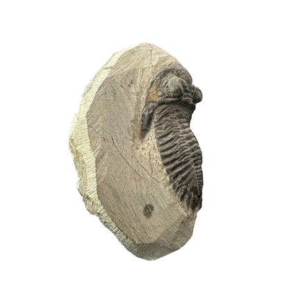 Trilobite