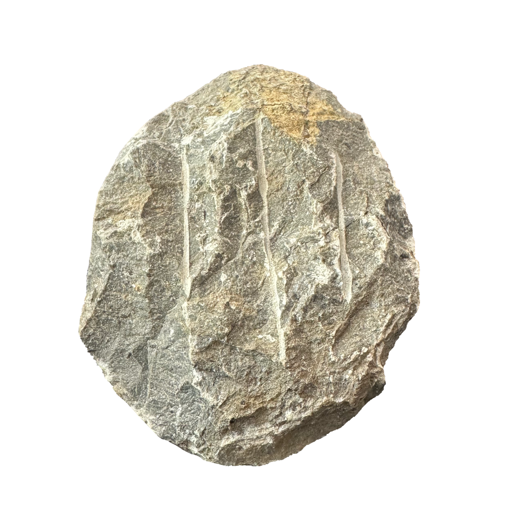 Trilobite