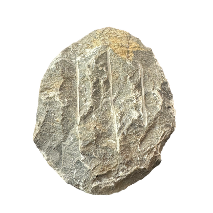 Trilobite