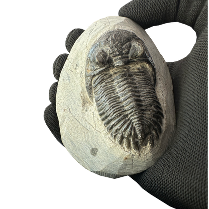 Trilobite