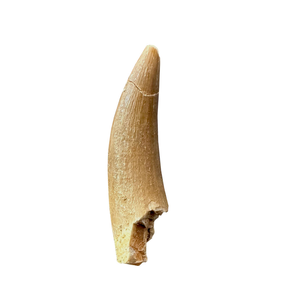 Plesiosaurus Tooth (Zarafasaura)