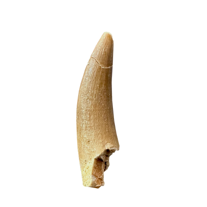 Plesiosaurus Tooth (Zarafasaura)