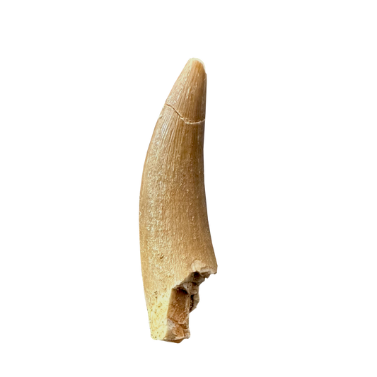 Plesiosaurus Tooth (Zarafasaura)