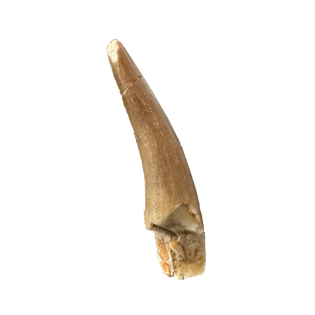 Plesiosaurus Tooth (Zarafasaura)